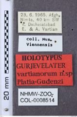 Etiketten zu Gurjevelater vartianorum (Platia & Gudenzi, 2000) (NHMW-ZOO-COL-0008514)